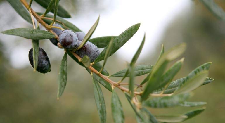 aceituna.jpg