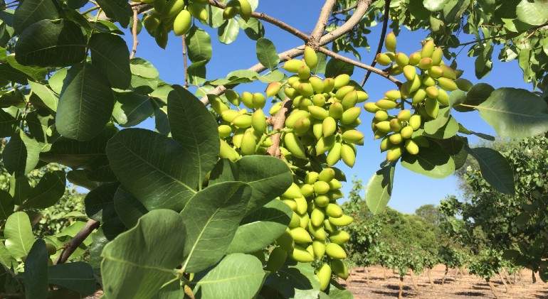 Pistachos-1.jpg