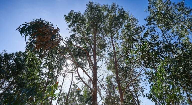 ENCE-FORESTALES-770x420.jpg