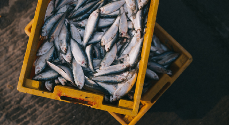peces-caja-archivo.png