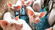España lidera en Europa las buenas prácticas en bienestar animal