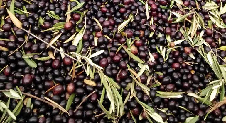 REMOLQUE-DE-ACEITUNA.jpg