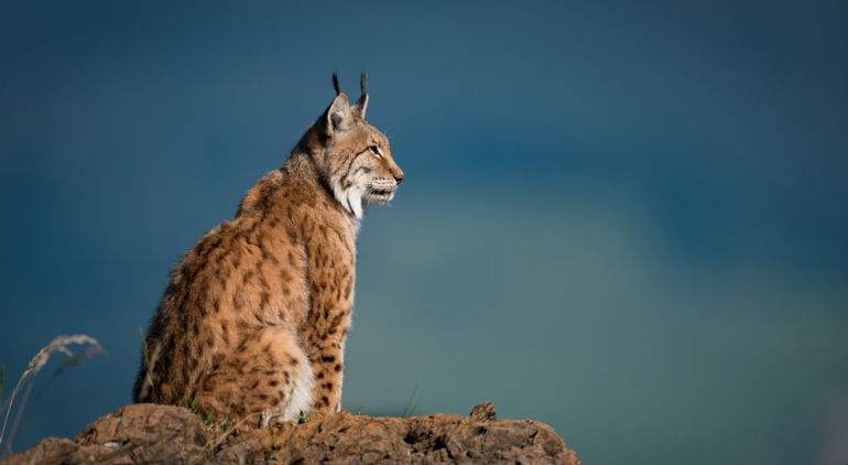 Lince