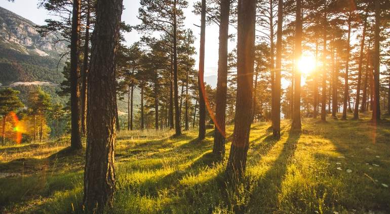 bosque_repsol.jpg