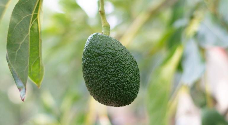 palta.jpg