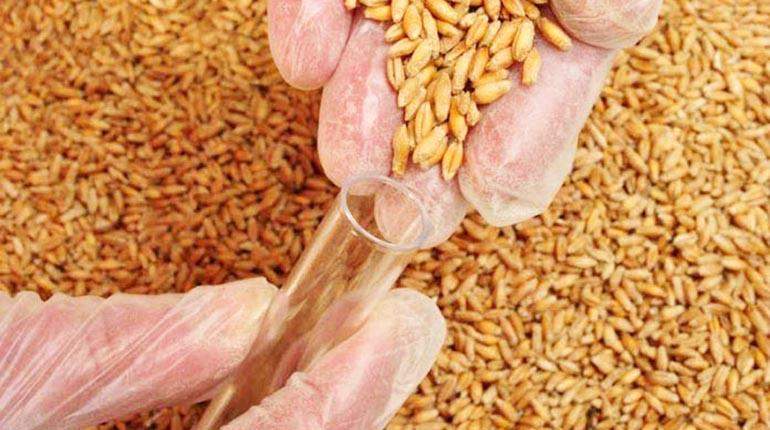 arroz-y-trigo.jpg