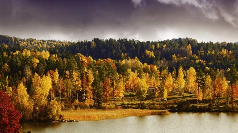 bosques-suecia.jpg