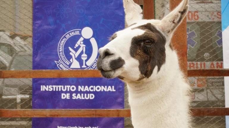 llama-tito.jpg