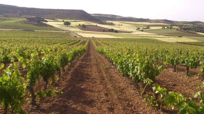 VinedosBodegasTorres.jpg