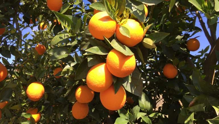 Naranjas.JPG