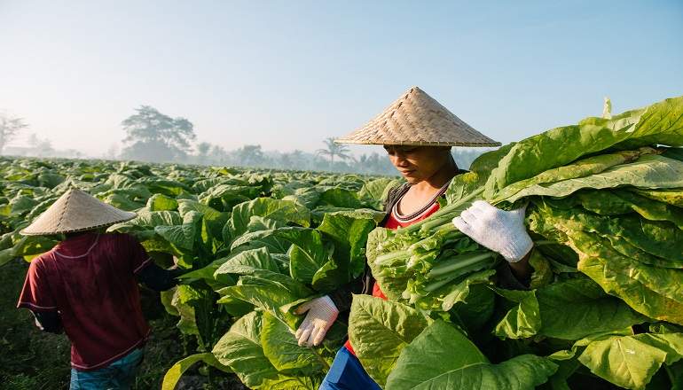 tabaco-british-american-agricultor.jpg