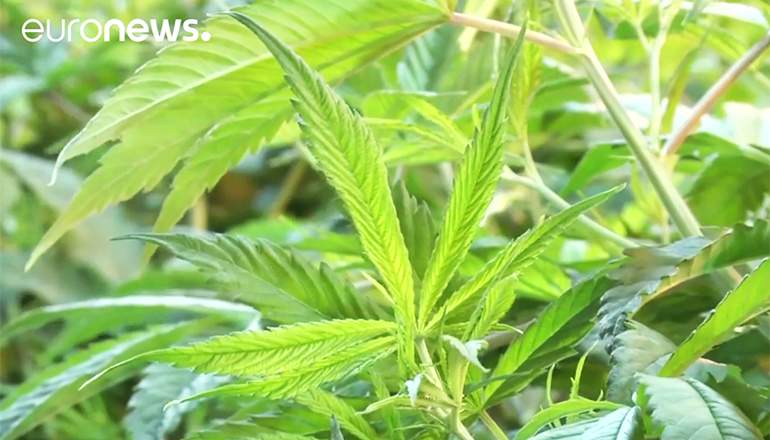 El mayor productor de marihuana del mundo quiere cotizar en Wall Street