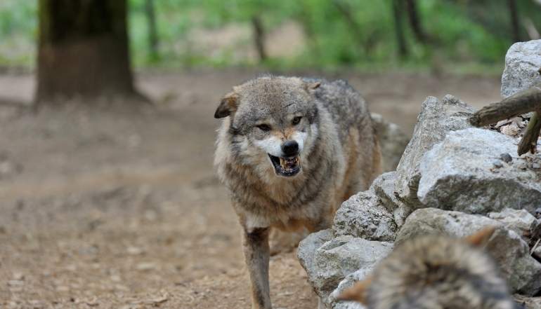 lobo.jpg