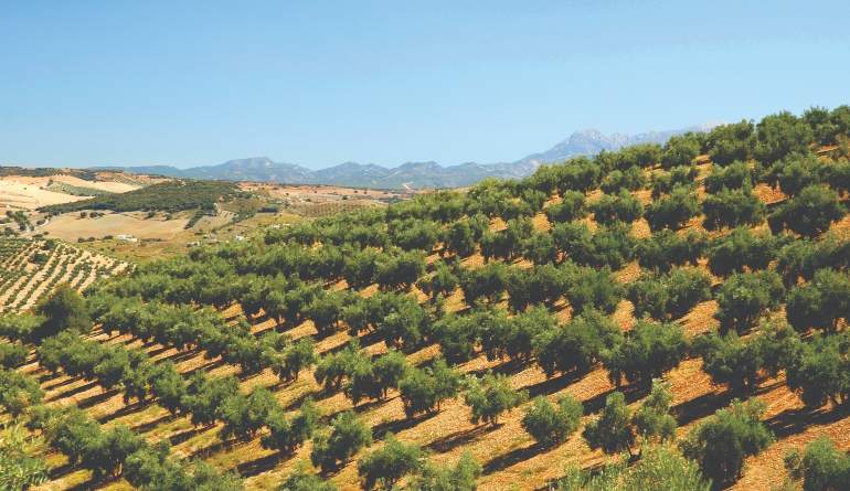 campo-olivos.jpg