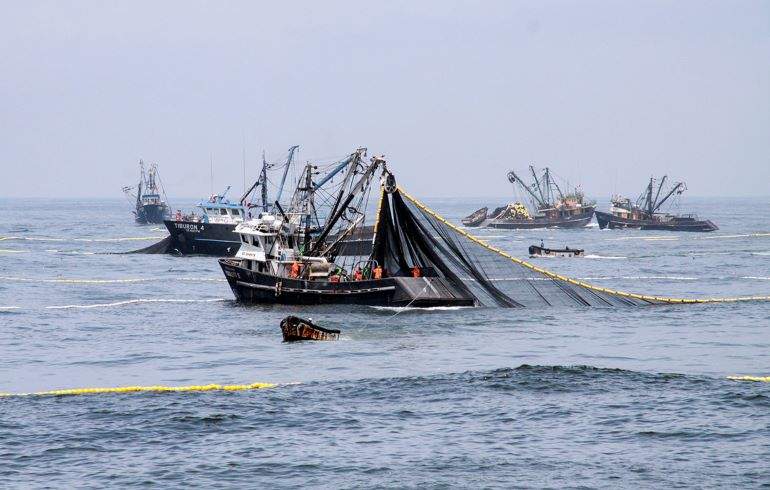 PESCA-ANCHOVETA3.JPG
