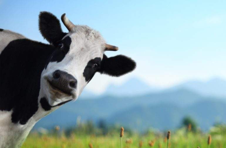 vaca-frisona-paso-vaca-coruna.jpg