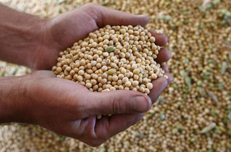 Soya.jpg