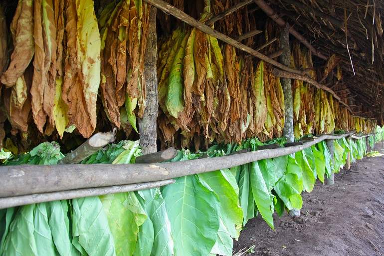 secado-tabaco-british-american-tobacco.jpg