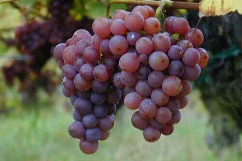 uvas