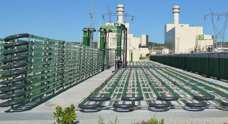 Alga-energy.jpg