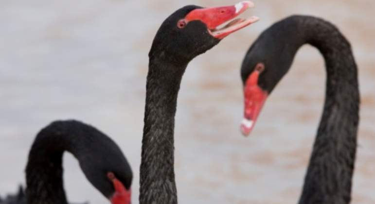 Cisnes-negros2.jpg