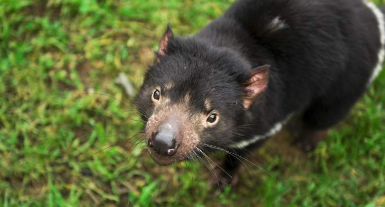demonio-tasmania-dreamstime.jpg