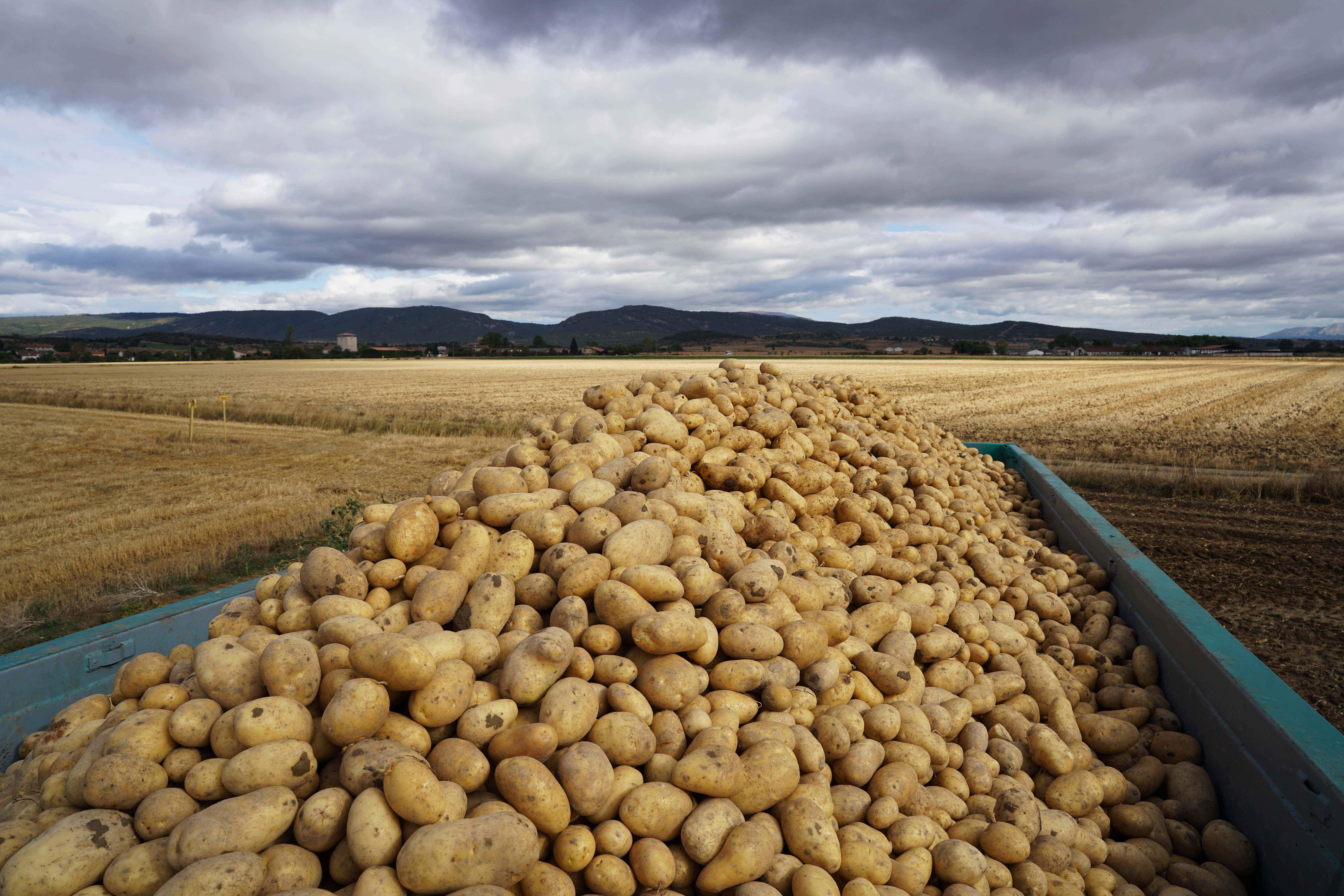 patatas-en-campo.jpg