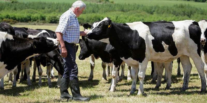 Dunlop-Protective-Footwear-vacas.jpg