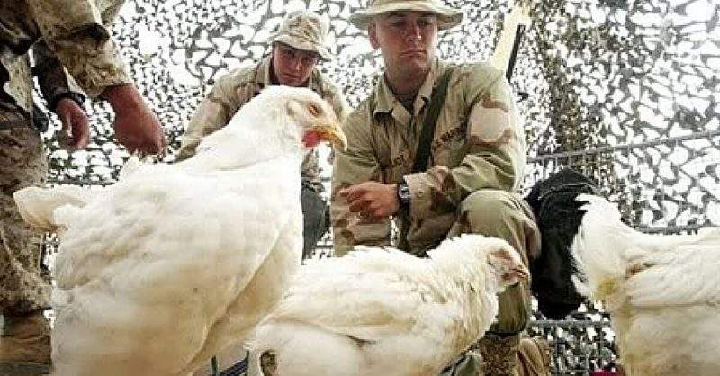 Kuwaiti-Field-Chicken.jpg