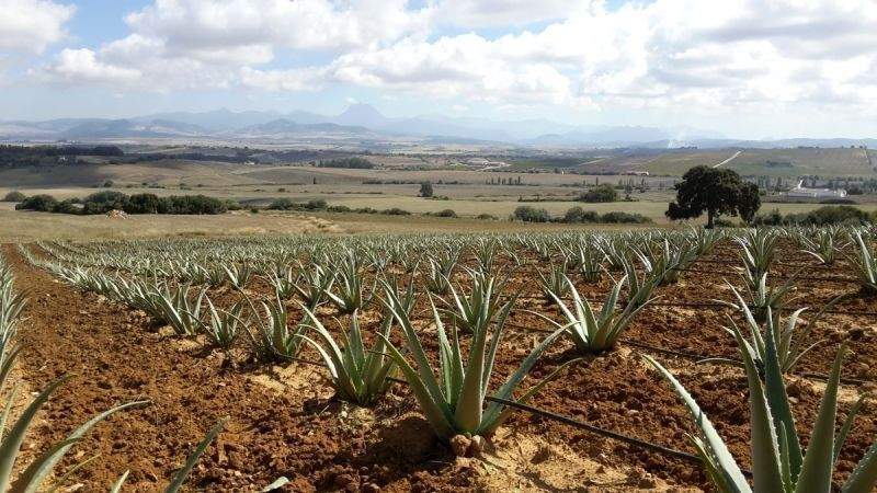 aloevera.jpg