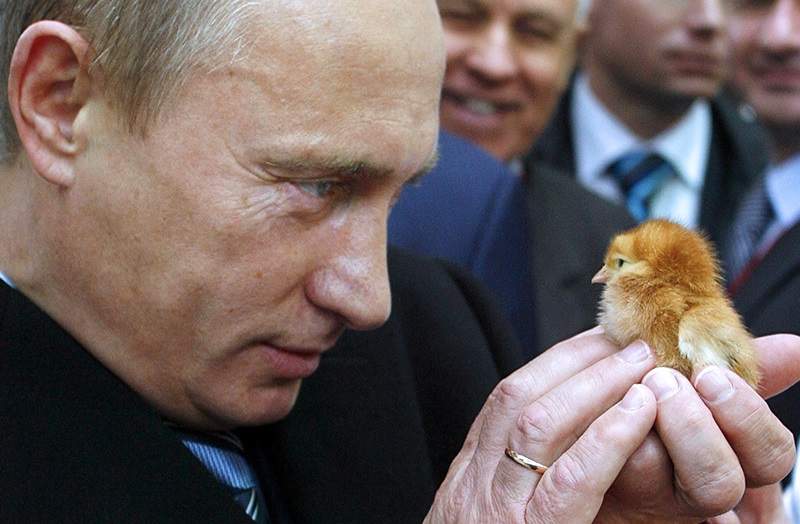 putin-pollo-ruso.jpg