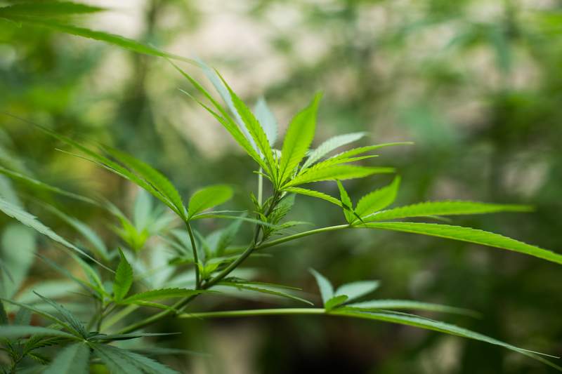 marihuana-planta-dreamstime.jpg