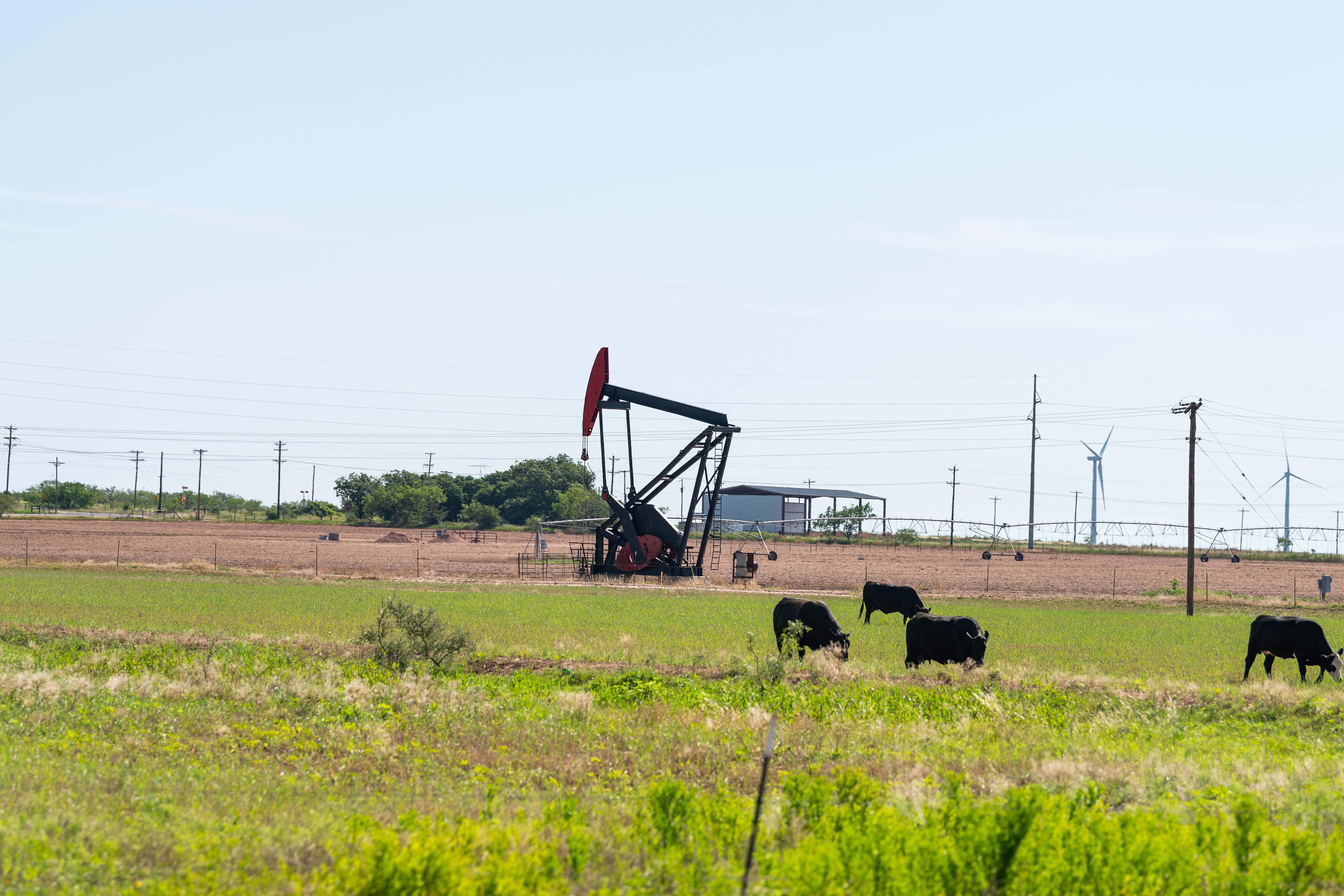 bomba petróleo extracción vacas pradera