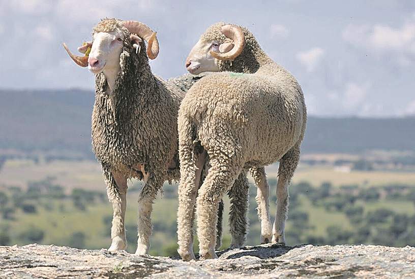 lana-merino-1.jpg