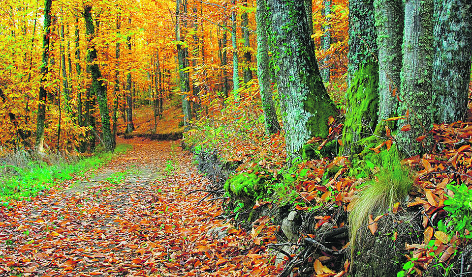 Bosques en otoño