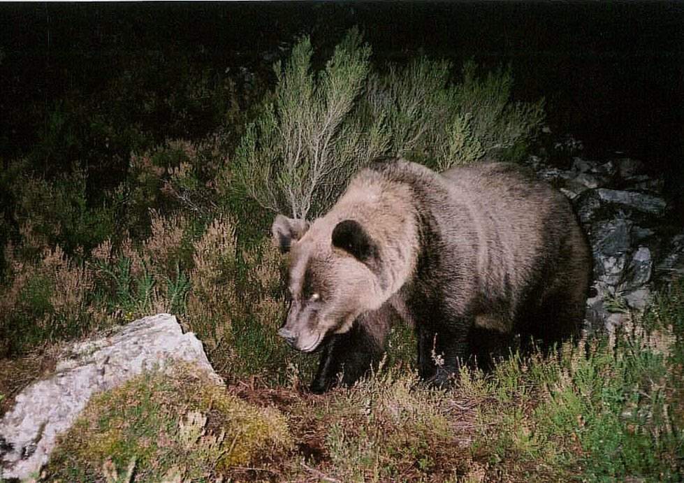 Oso.jpg