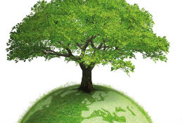 Arbol.jpg