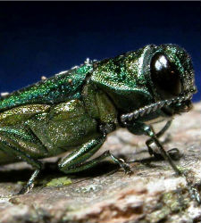 EmeraldAshBorer.jpg