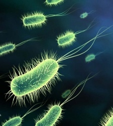 bacterias_marinas.jpg