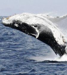 ballena.JPG