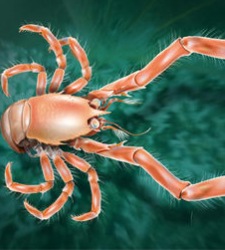 cangrejo-marino