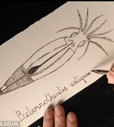 dibujo_calamar.jpg