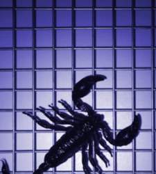 escorpion.jpg