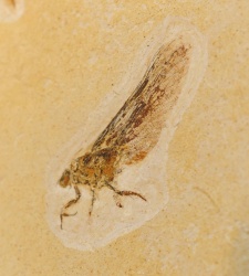 insecto-alado-efe.jpg