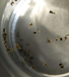 larvas-moscas.jpg