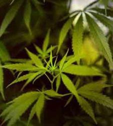 marihuana.jpg