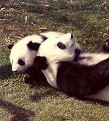 osos-panda.jpg