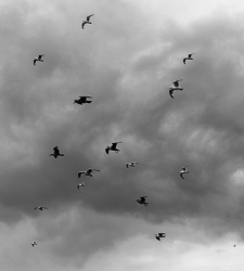 pajaros.JPG