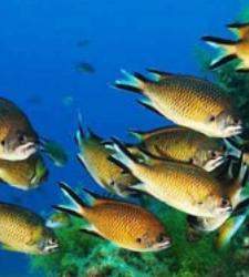 peces-peso.jpg
