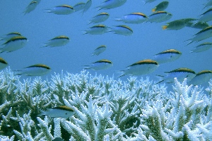 oceano